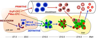 Interaction of the Macrophage and Primitive Erythroid Lineages in the Mammalian Embryo